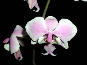 Bild von Phalaenopsis schilleriana 1